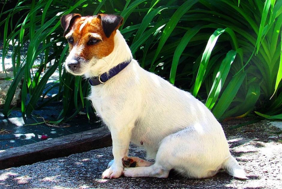 Avviso scomparsa Cane  Femmina , 12 anni Perles-et-Castelet Francia