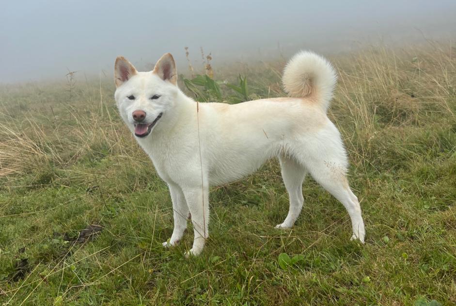 Avviso scomparsa Cane  Femmina , 4 anni Monnetier-Mornex Francia