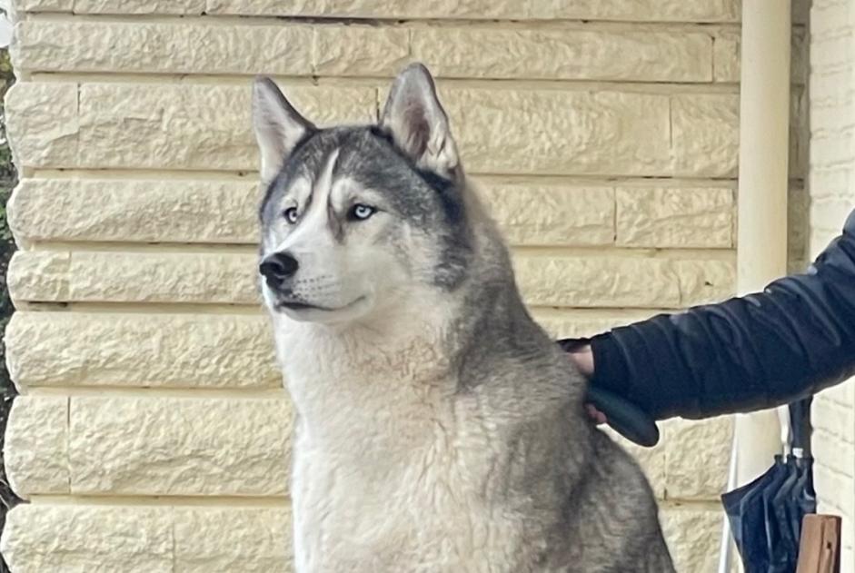 Avviso scomparsa Cane  Femmina , 7 anni Saint-Maixent-sur-Vie Francia