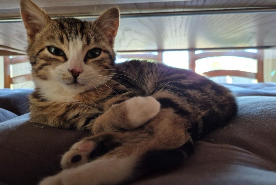 Avviso scomparsa Gatto Femmina , 1 anni Saint-Denis-en-Val Francia