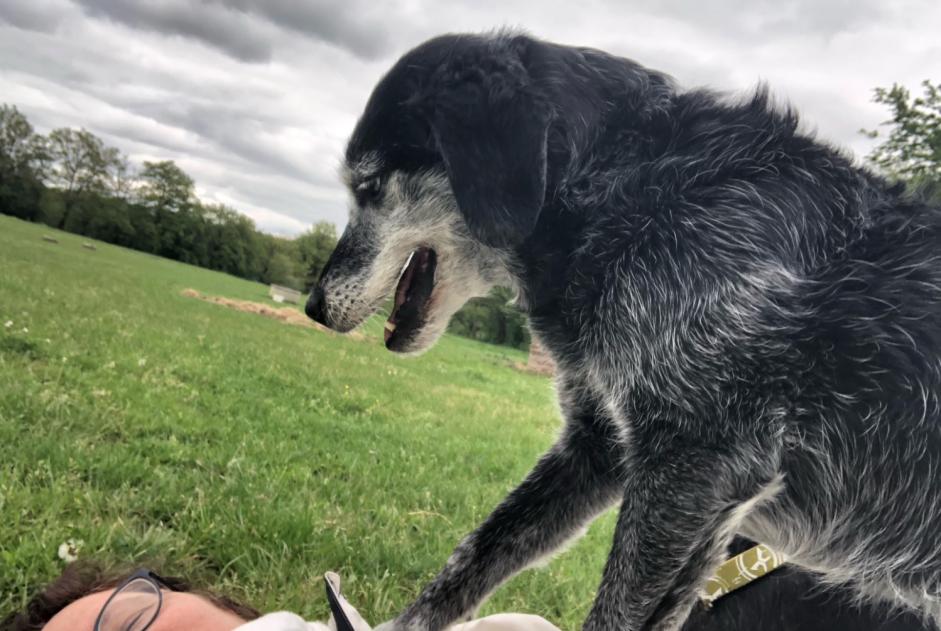 Avviso scomparsa Cane incrocio di razze Femmina , 11 anni Saint-Georges-de-Didonne Francia