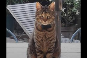 Avviso scomparsa Gatto incrocio di razze Maschio , 3 anni Lanton Francia