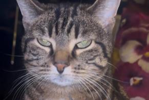 Avviso scomparsa Gatto Femmina , 5 anni Lancy Svizzera
