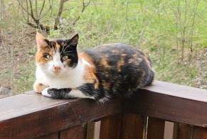 Avviso scomparsa Gatto incrocio di razze Femmina , 3 anni Tramelan Svizzera