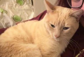 Avviso scomparsa Gatto Maschio , 12 anni Genève Svizzera