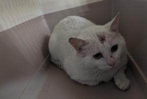 Avviso Ritrovamento Gatto Maschio Châteaubourg Francia