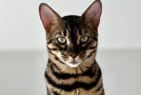 Avviso scomparsa Gatto  Maschio , 3 anni Collonge-Bellerive Svizzera