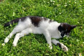Avviso scomparsa Gatto  Femmina , 4 anni Eysins Svizzera