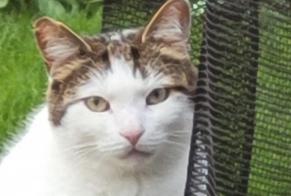 Avviso scomparsa Gatto Maschio , 5 anni Croix Francia