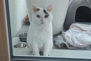 Avviso Ritrovamento Gatto  Femmina Cortaillod Svizzera
