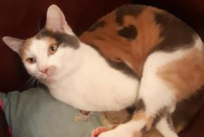Avviso scomparsa Gatto incrocio di razze Femmina , 4 anni Colmar Francia