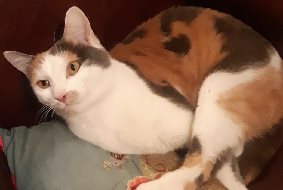 Avviso scomparsa Gatto incrocio di razze Femmina , 4 anni Colmar Francia
