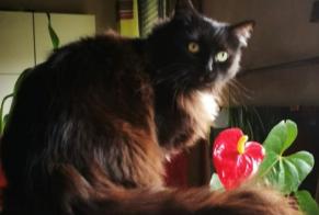 Avviso scomparsa Gatto incrocio di razze Femmina , 16 anni Talant Francia