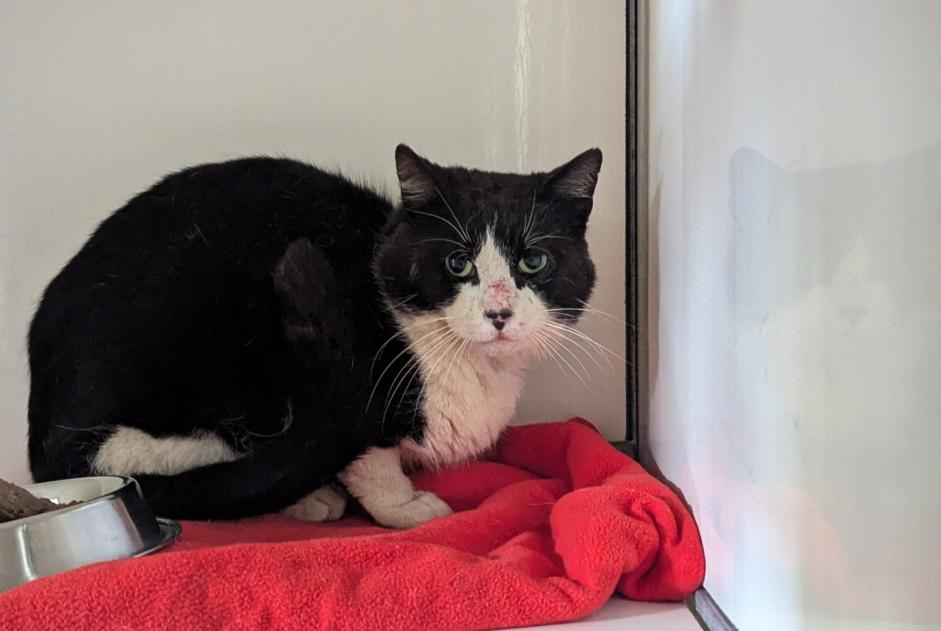 Avviso Ritrovamento Gatto Maschio Domagné Francia