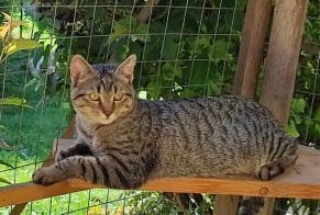 Avviso scomparsa Gatto incrocio di razze Maschio , 1 anni Saint-Jean-Kourtzerode Francia
