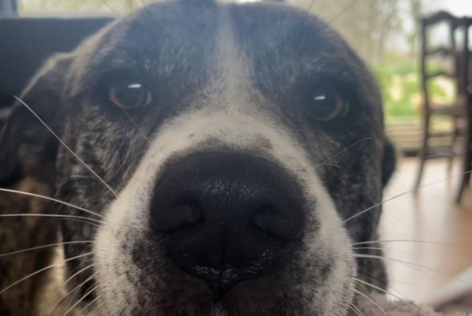 Avviso scomparsa Cane incrocio di razze Femmina , 3 anni Caylus Francia