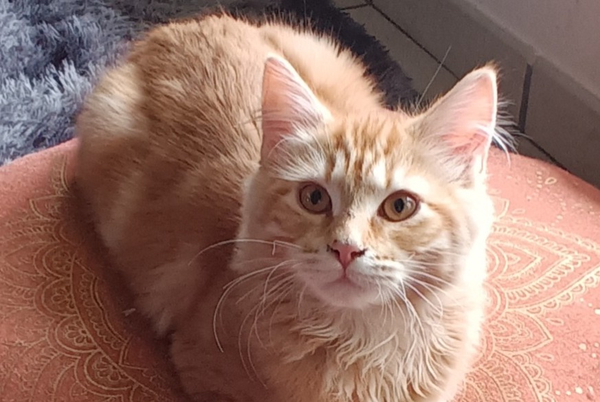 Avviso scomparsa Gatto incrocio di razze Maschio , 1 anni Villeurbanne Francia