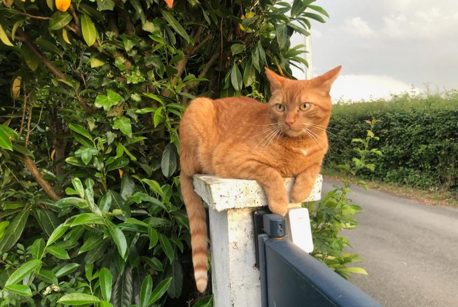 Avviso scomparsa Gatto incrocio di razze Maschio , 7 anni Orée d'Anjou Francia