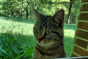 Avviso Ritrovamento Gatto incrocio di razze Maschio Ménestreau-en-Villette Francia