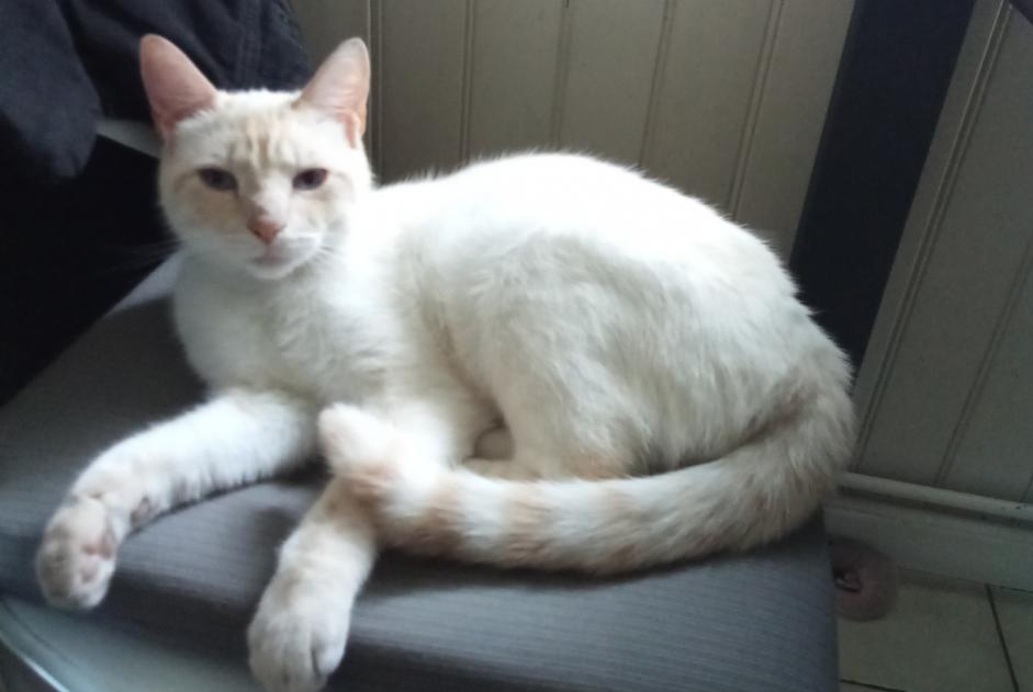 Avviso scomparsa Gatto incrocio di razze Maschio , 3 anni Saint-Quentin Francia