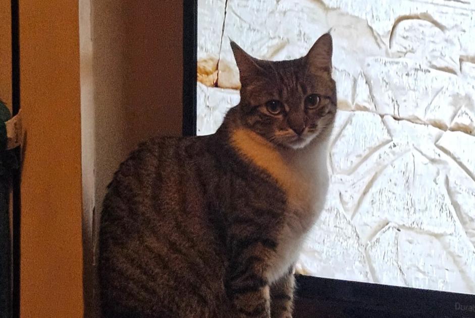Avviso scomparsa Gatto  Femmina , 2 anni Montreux Svizzera