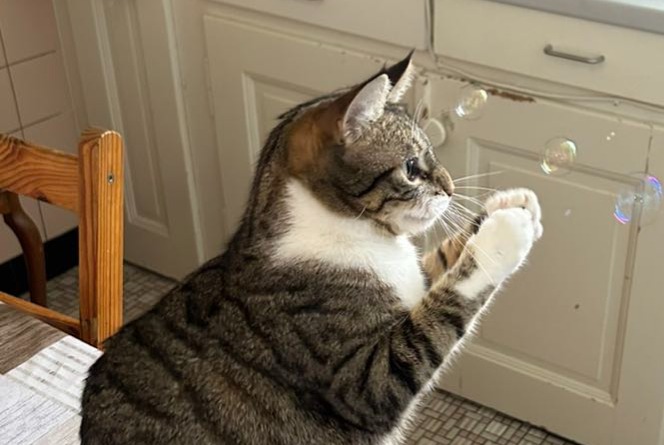 Avviso scomparsa Gatto  Femmina , 2 anni Montreux Svizzera