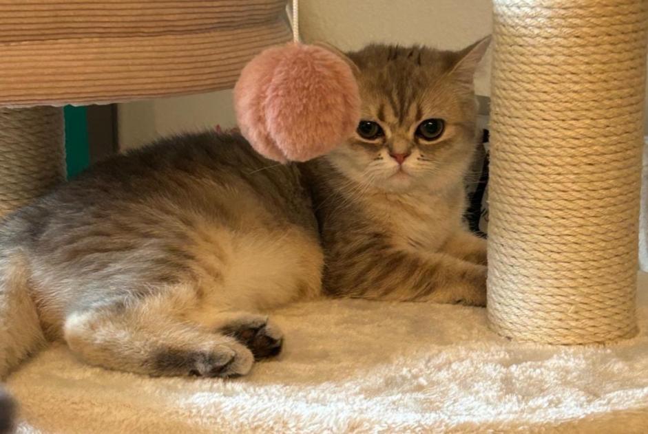 Avviso scomparsa Gatto  Femmina , 1 anni Fribourg Svizzera