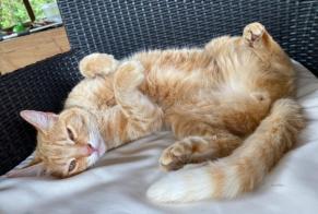 Avviso Ritrovamento Gatto Femmina Ayzieu Francia