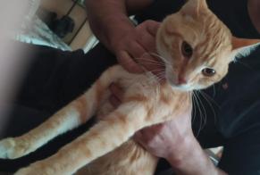 Avviso scomparsa Gatto  Maschio , 1 anni Tourcoing Francia