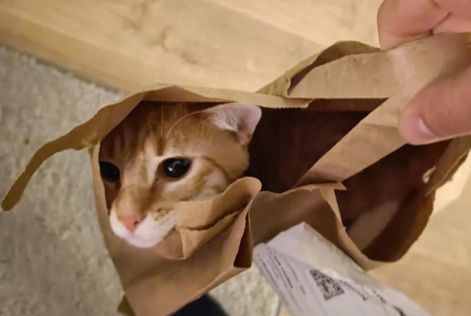 Avviso scomparsa Gatto  Maschio , 1 anni Tourcoing Francia