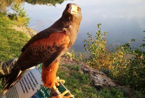 Avviso scomparsa Uccello Femmina , 2025 anni Saint-Cyr-la-Roche Francia