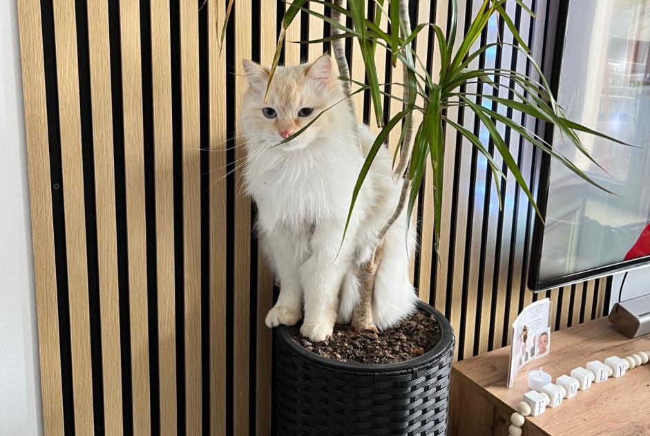 Avviso scomparsa Gatto Maschio , 2 anni Pollionnay Francia