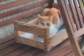 Avviso Ritrovamento Gatto Maschio Cortaillod Svizzera