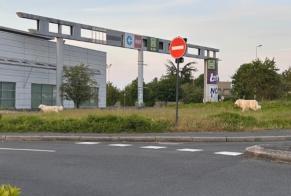 Avviso Ritrovamento Cane Maschio Saint-Cyr-sur-Loire Francia