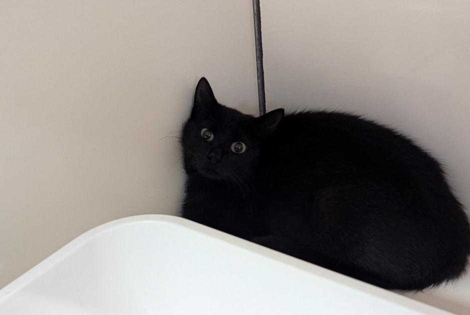 Avviso Ritrovamento Gatto Femmina Visseiche Francia