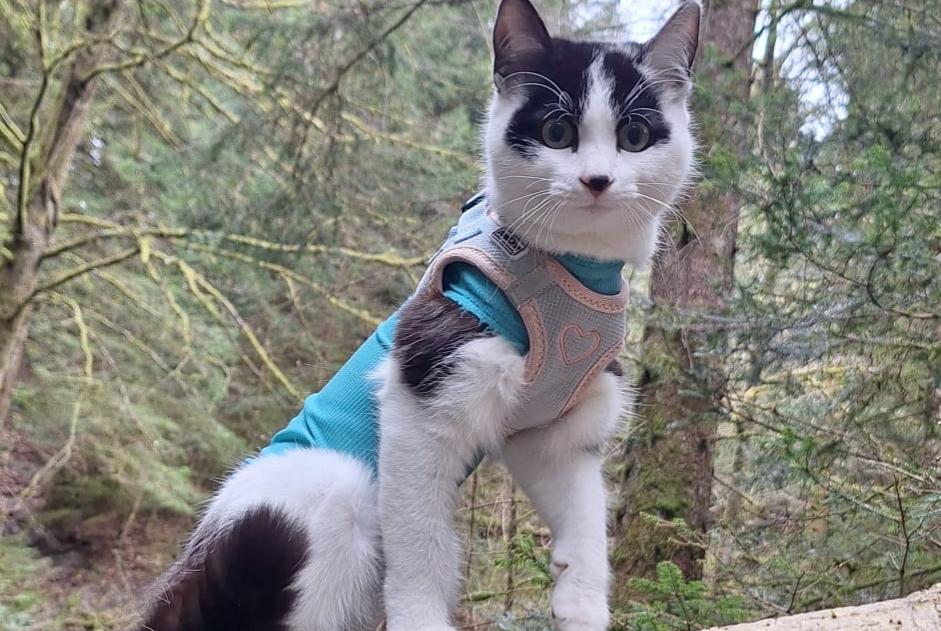 Avviso scomparsa Gatto incrocio di razze Femmina , 1 anni Grimisuat Svizzera