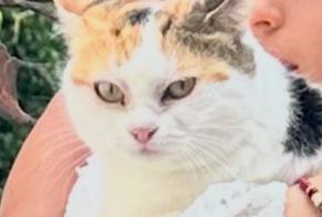 Avviso scomparsa Gatto  Maschio , 1 anni Cortaillod Svizzera