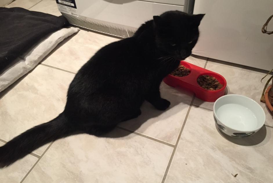 Avviso scomparsa Gatto Maschio , 15 anni Marcy Francia