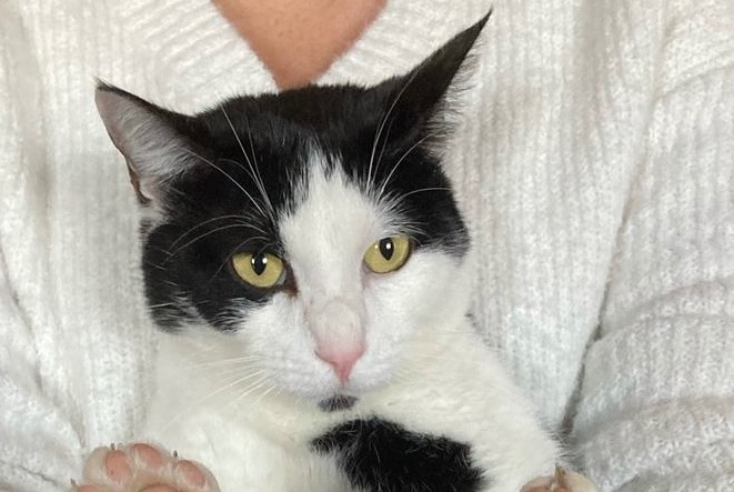 Avviso scomparsa Gatto Maschio , 14 anni Tourville-la-Rivière Francia