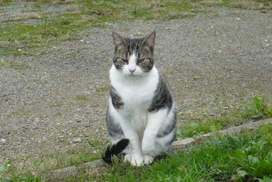 Avviso scomparsa Gatto  Maschio , 9 anni Trégunc Francia