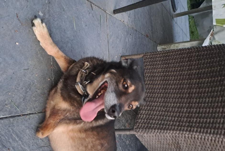Avviso Ritrovamento Cane incrocio di razze Maschio Sainte-Gemme Francia