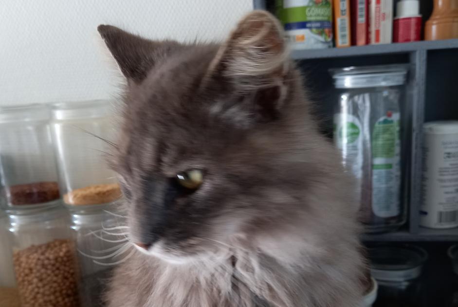 Avviso scomparsa Gatto incrocio di razze Maschio , 11 anni Hermanville-sur-Mer Francia