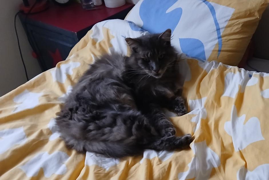 Avviso scomparsa Gatto incrocio di razze Maschio , 11 anni Hermanville-sur-Mer Francia