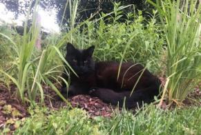 Avviso scomparsa Gatto Maschio , 15 anni Saint-Louis Francia