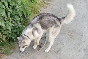 Avviso Ritrovamento Cane  Maschio Rouans Francia