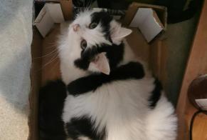 Avviso scomparsa Gatto Femmina , 2 anni Lans-en-Vercors Francia