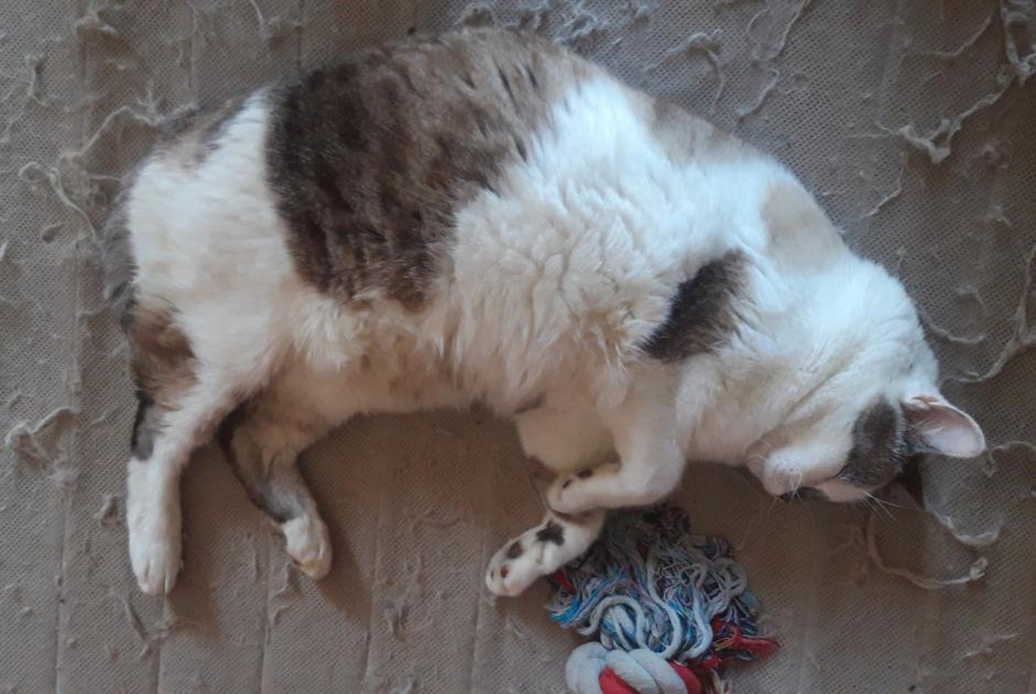 Avviso scomparsa Gatto Maschio , 9 anni Sainte-Flaive-des-Loups Francia