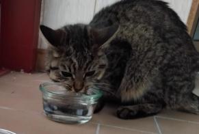 Avviso Ritrovamento Gatto incrocio di razze Femmina Dinan Francia