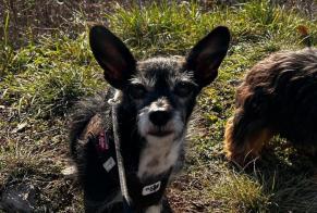 Avviso scomparsa Cane Femmina , 16 anni Veyrier-du-Lac Francia