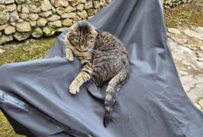 Avviso scomparsa Gatto incrocio di razze Maschio , 2 anni Poitiers Francia